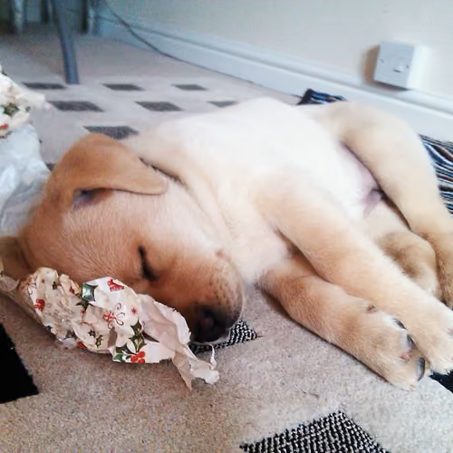 Labrador Retriever Puppy Sasha 