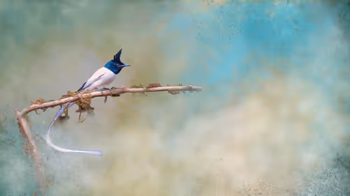 Item #20879904977050231781978559907445915739532146362246903749837269827046961315841 Media