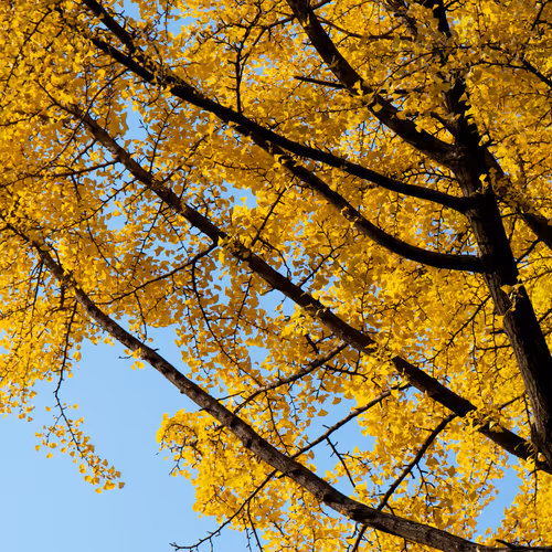 15099377614674255729827518037484709840880486279639044345484425422523577925633