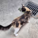 cats! mew