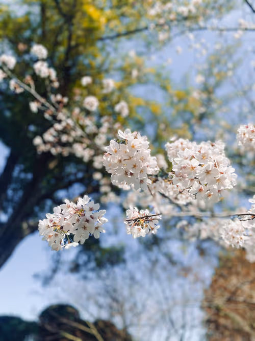 Item #91567105730943896009739786694352579417769125214535030687247282251523325689857 Media