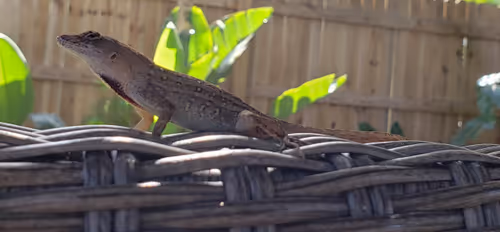 Item #48423142417800812229335307205280657193991256181573449097966432047541161820161 Media