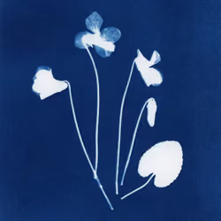 Violets