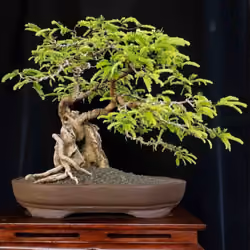 Unique Bonsai tree