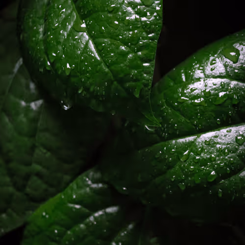 tiarabead Collection