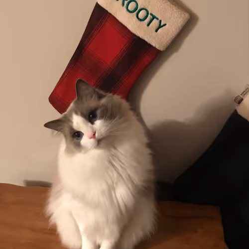 Pepitathekitten