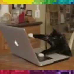 Cat Types Furiously On Keyboard