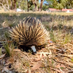 Echidna 