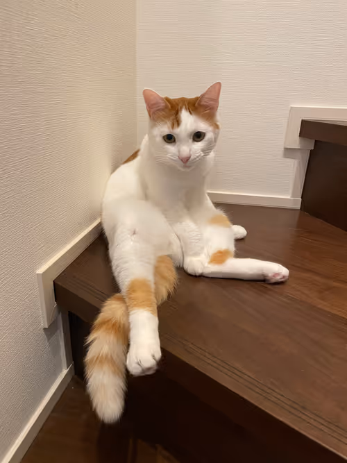 Item #57432309319676179700798702069366385585354272226932054472084541890257846534145 Media