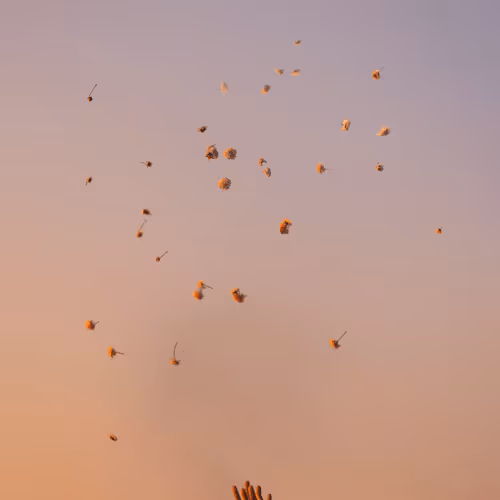 Please follow your mood