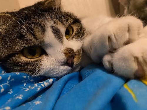 Item #51714780314179032241787952776522636894904578774096726712782613648247370022913 Media