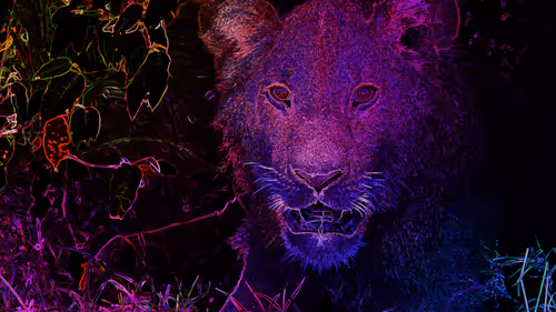 Item #44700177556079130579027571864789921161109844202338692374214745864565289910279 Media