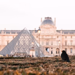 the avian gaze