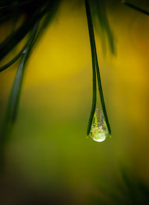 Item #59259199848972023857732761646304634361280699770576024418514166889375911116801 Media