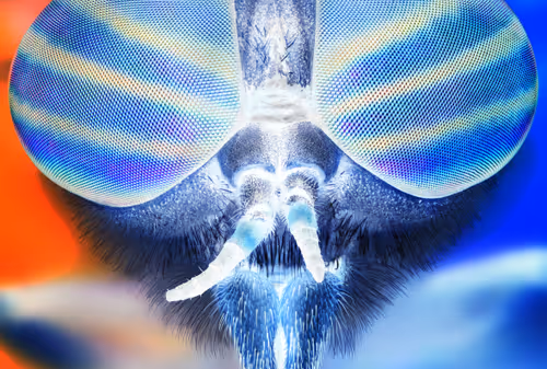 Item #34706450278162979318667539787965118364630649928530058686286775300006931857409 Media