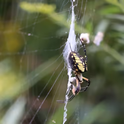 Yellow Garden Spider