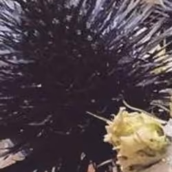 blue spike