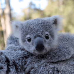 Koala 25 