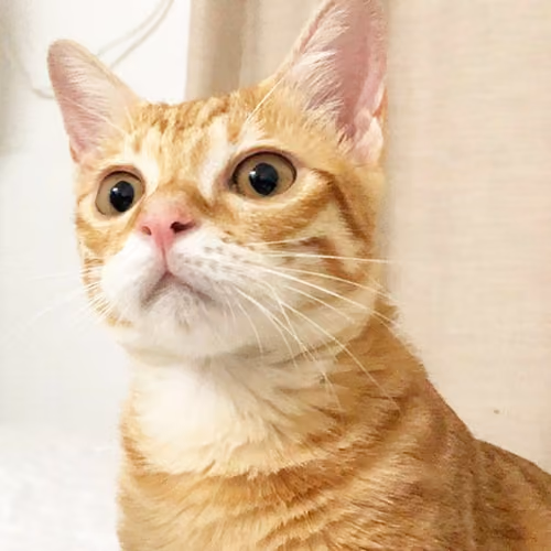 Cat Rice Ball