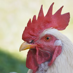 Chicken Reel