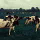 40129148385334736884317156622084033101864305761750041173004221455081714745345