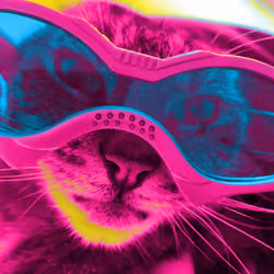 Cat with vision2