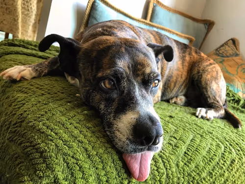 Item #81502579898277150353033734927483914682173799916853565085596411692831784042497 Media