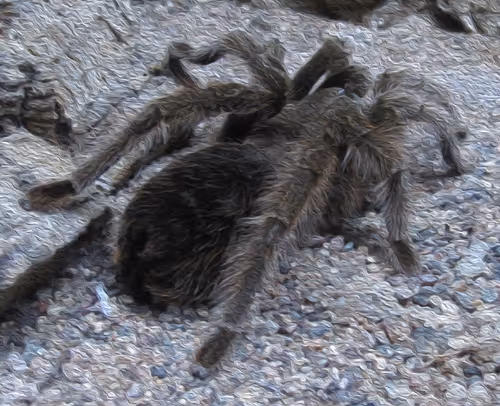 Item #95619151568614802974454947629602672965769746893472874508208249437379239084033 Media