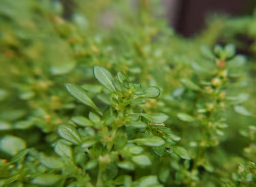 Item #76397996322871269923663397767549197527833354347581050584079304990913739096065 Media