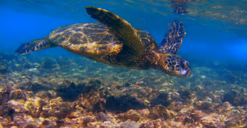 Item #103053869502061589766619055329076968978889786929838480007770308323907643375617 Media