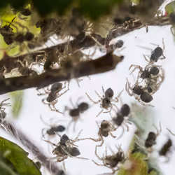 #48, Spiderlings