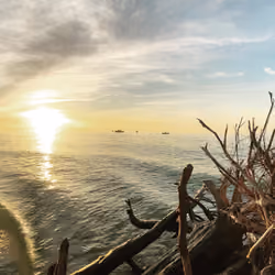 Sunset DriftWood Beach 