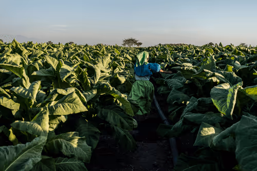 Editions, Stories of the World