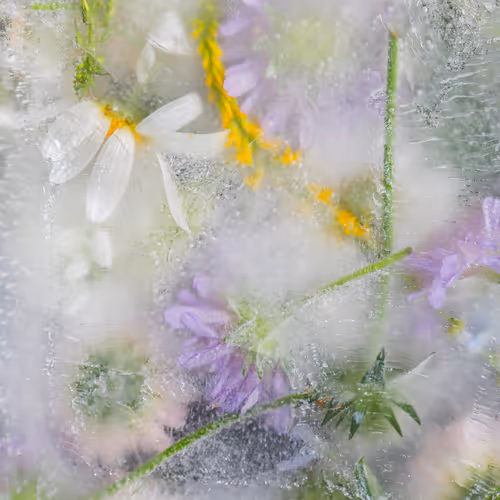 Item #80829721372825377784010953381890255518558028243098186913878117626709106753537 Media