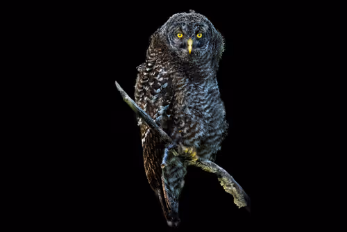 Item #51039207125922697729139160726251240762827402821056353130504327791020959858689 Media