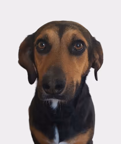 Code-fish Collection