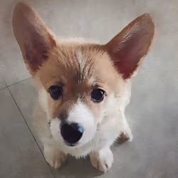 Puppy Wanwan #0003