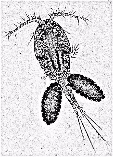 Item #3845457282992186360553329719130989876007768961498772200024286546694439436289 Media