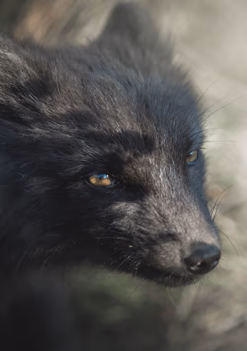 Item #37166292038875349810746612837735462118935835935702038300656537523585267269633 Media