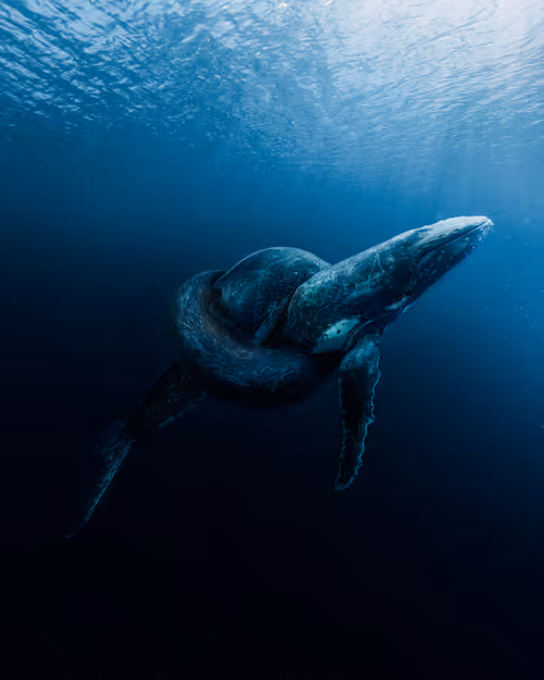 Item #44899826006193838655764715468721601160155167556143089793806025136849287118849 Media