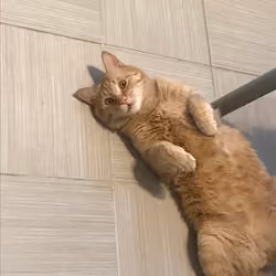 Arbox's cat #2