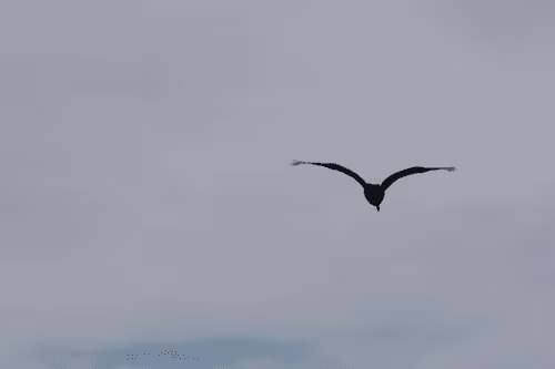 The Street Photography