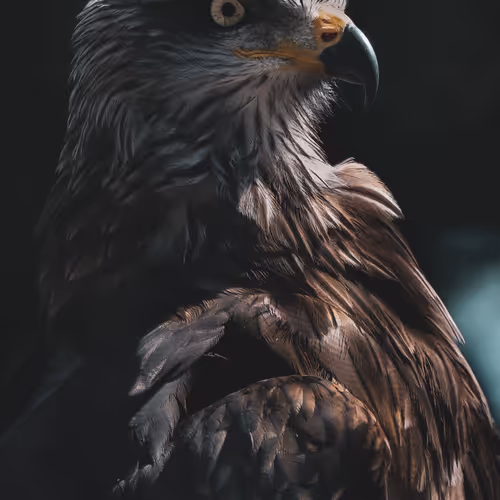 Birds Of Prey 1