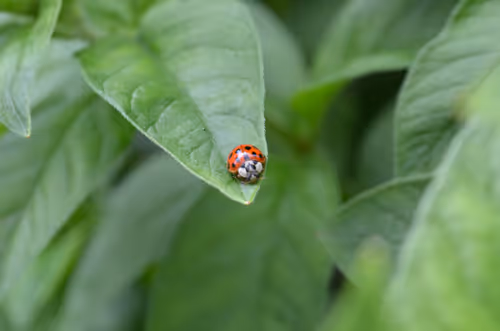 Item #14113791335687528049524506811384605239875640651691872103810466407611621179393 Media