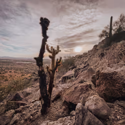 Cactus Serenity #7