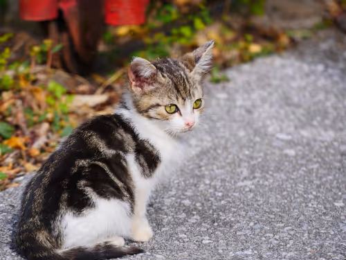 Item #55455677318123595031509472603724202920888355633279889545160944686428684550145 Media