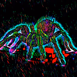 Spider