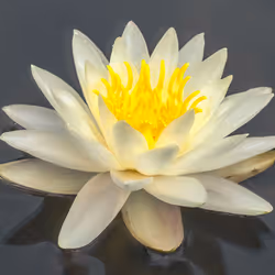 Untitled (lillie closeup) 1/50