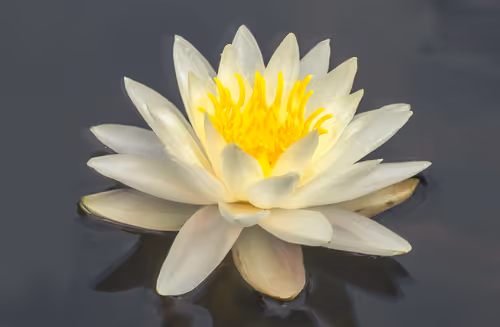 Item #78614967916850878758896281278088562819031429561597845143063368135548642263041 Media