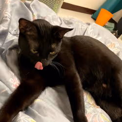 Abo The Black Cat #17